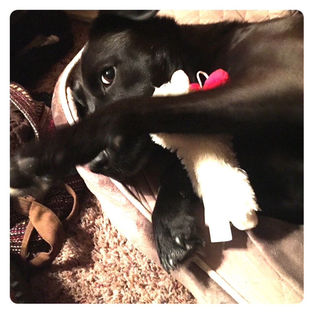 NFS- Posh Sales To Raise $ for My Therapy Dog ❤️